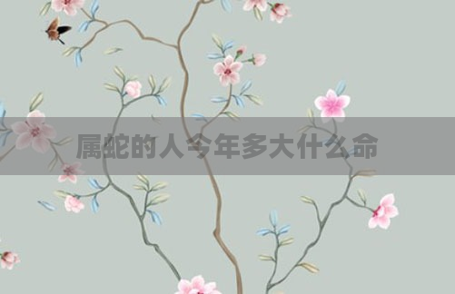 属蛇的人今年多大什么命
