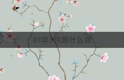 81年3月属什么命