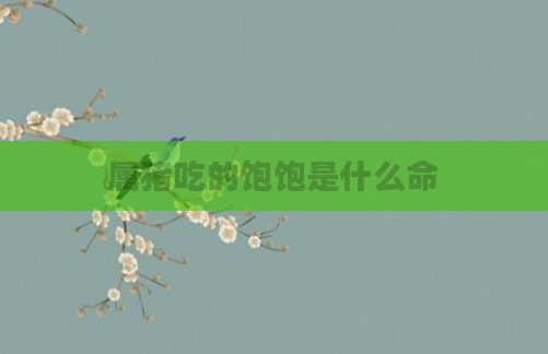 属猪吃的饱饱是什么命