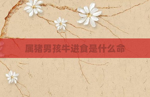 属猪男孩牛进食是什么命