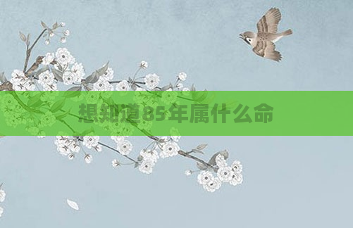 想知道85年属什么命