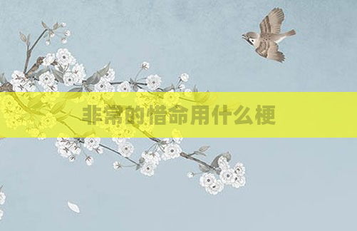 非常的惜命用什么梗