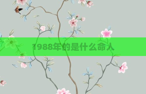 1988年的是什么命人