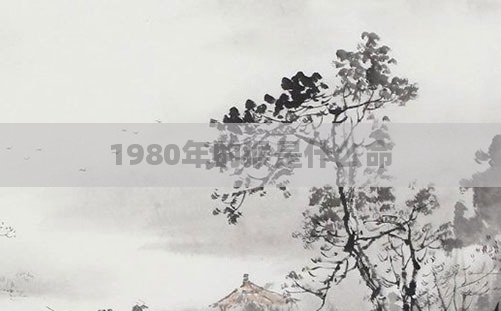 1980年的猴是什么命