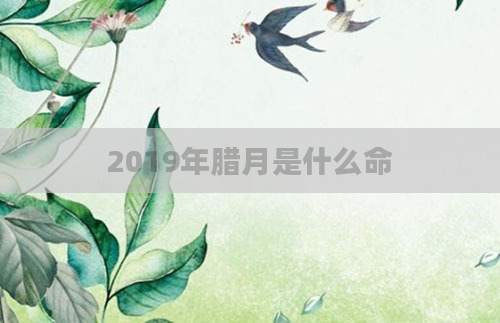 2019年腊月是什么命