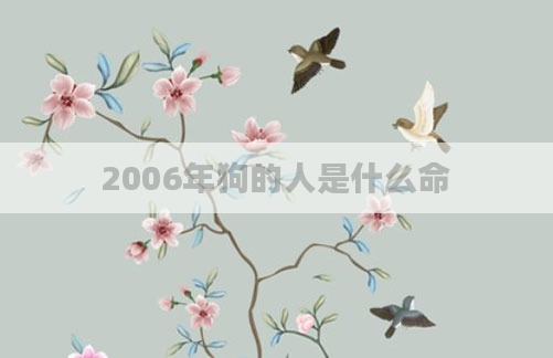2006年狗的人是什么命