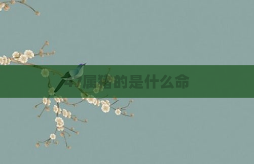 47属猪的是什么命