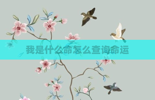 我是什么命怎么查询命运