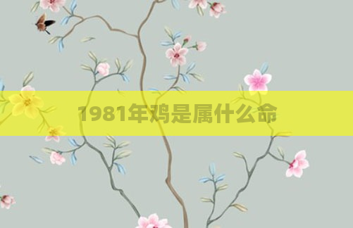 1981年鸡是属什么命