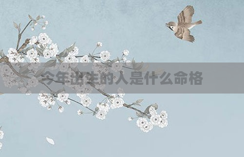 今年出生的人是什么命格