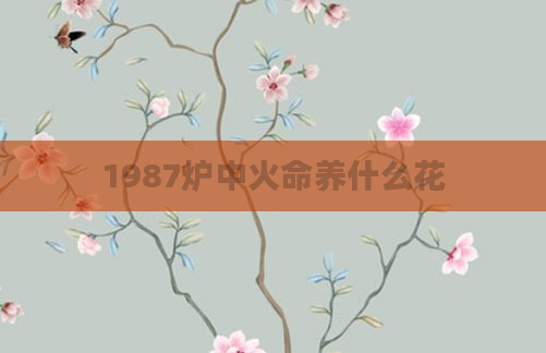 1987炉中火命养什么花