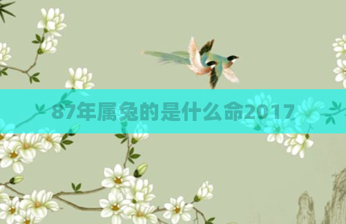 87年属兔的是什么命2017
