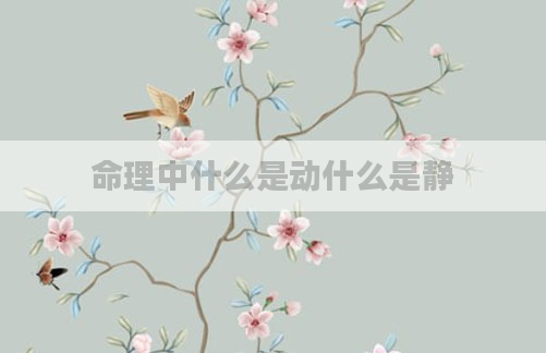 命理中什么是动什么是静