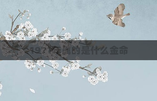 1971年属的是什么金命