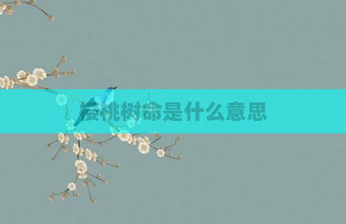 樱桃树命是什么意思