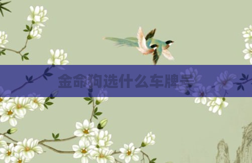 金命狗选什么车牌号