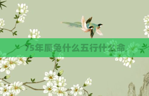 75年属兔什么五行什么命