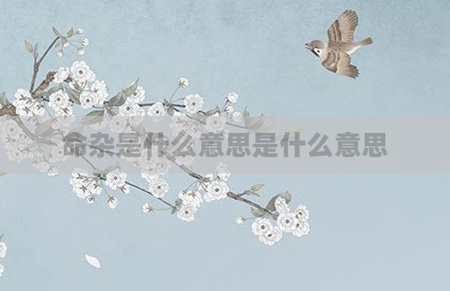 命杂是什么意思是什么意思