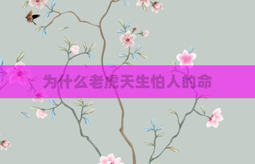 为什么老虎天生怕人的命