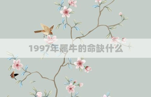 1997年属牛的命缺什么