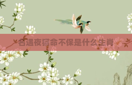 名遇夜猫命不保是什么生肖