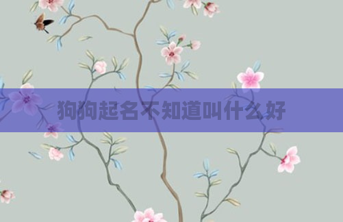 狗狗起名不知道叫什么好