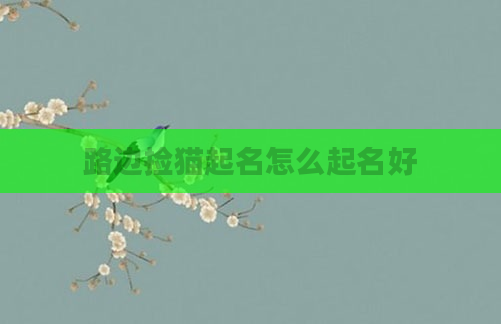 路边捡猫起名怎么起名好