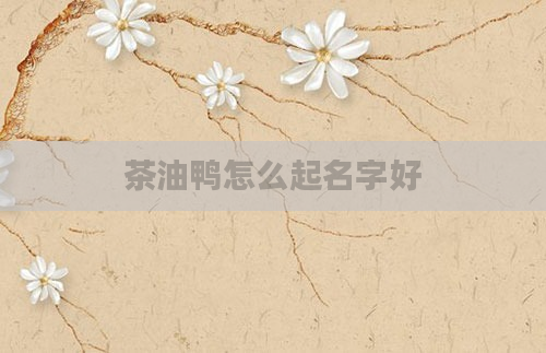 茶油鸭怎么起名字好