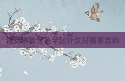 给宠物猫起名字起什么好寓意吉利