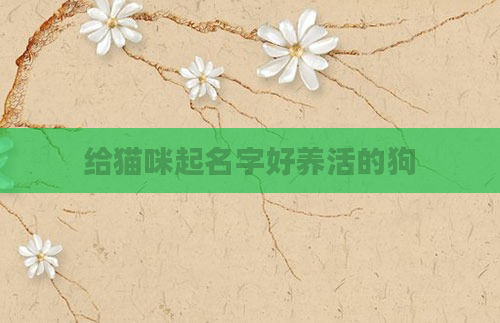 给猫咪起名字好养活的狗