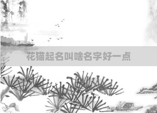 花猫起名叫啥名字好一点