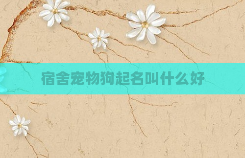 宿舍宠物狗起名叫什么好