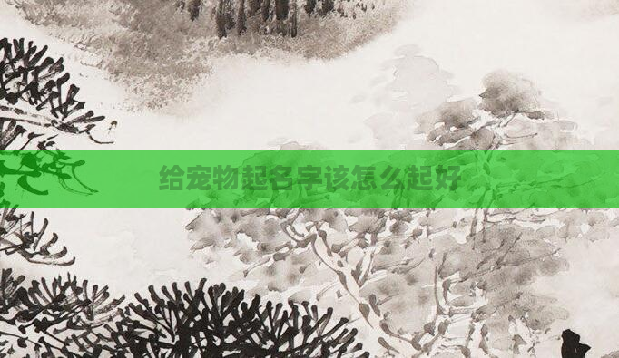给宠物起名字该怎么起好