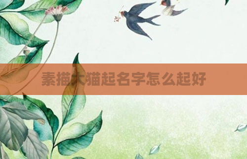 素描大猫起名字怎么起好