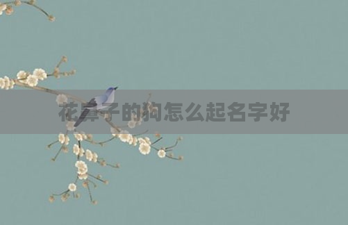 花鼻子的狗怎么起名字好