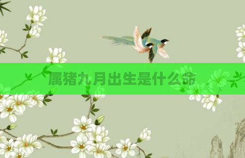 属猪九月出生是什么命
