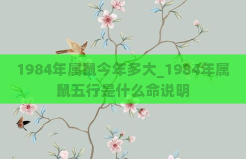 1984年属鼠今年多大_1984年属鼠五行是什么命说明