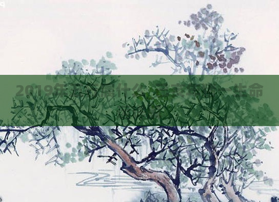 2019年五行属什么_己亥年猪一生命运详解