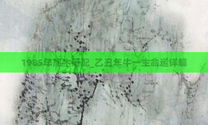 1985年属牛婚配_乙丑年牛一生命运详解