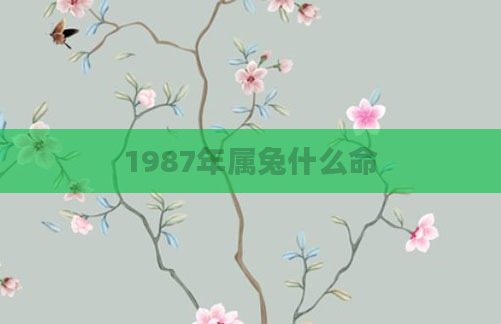 1987年属兔什么命