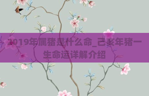 2019年属猪是什么命_己亥年猪一生命运详解介绍