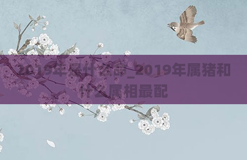 2019年是什么命_2019年属猪和什么属相最配