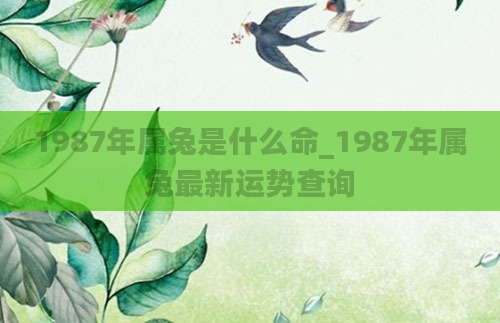 1987年属兔是什么命_1987年属兔最新运势查询