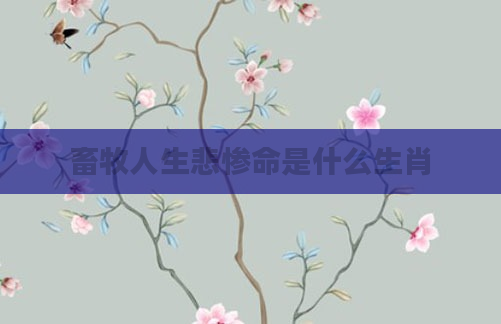 畜牧人生悲惨命是什么生肖