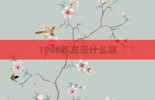 1988年龙是什么命