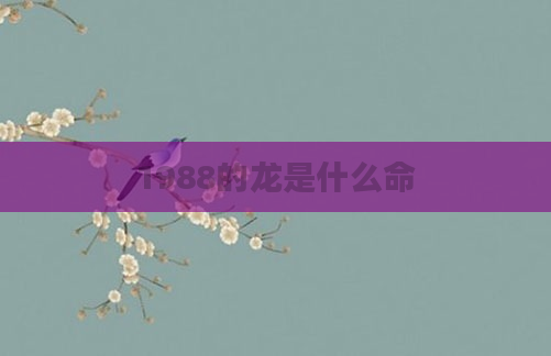 1988的龙是什么命