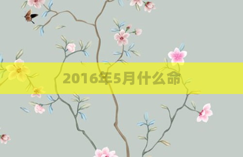 2016年5月什么命