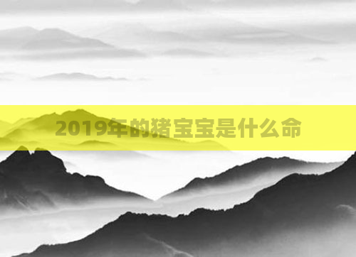 2019年的猪宝宝是什么命