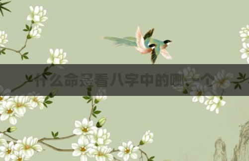 什么命是看八字中的哪一个