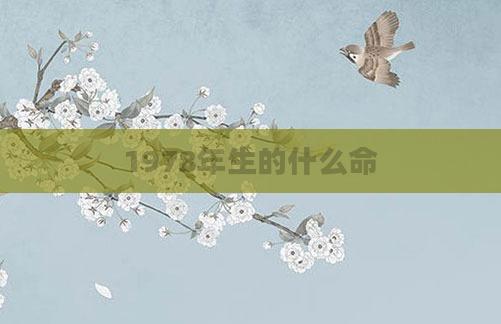 1978年生的什么命